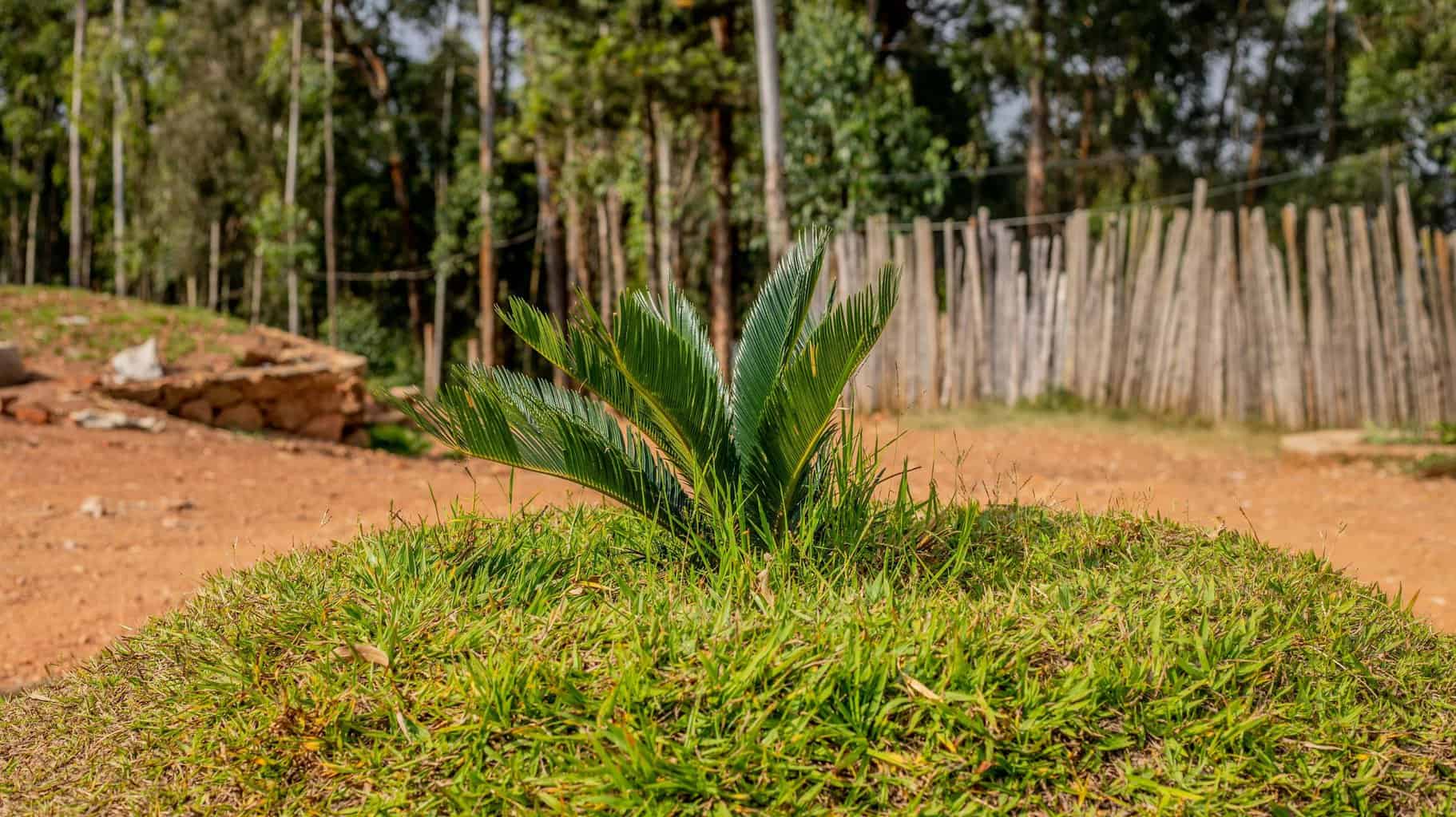 A vibrant green palm plant grows in a sunny, rural garden with natural surroundings.