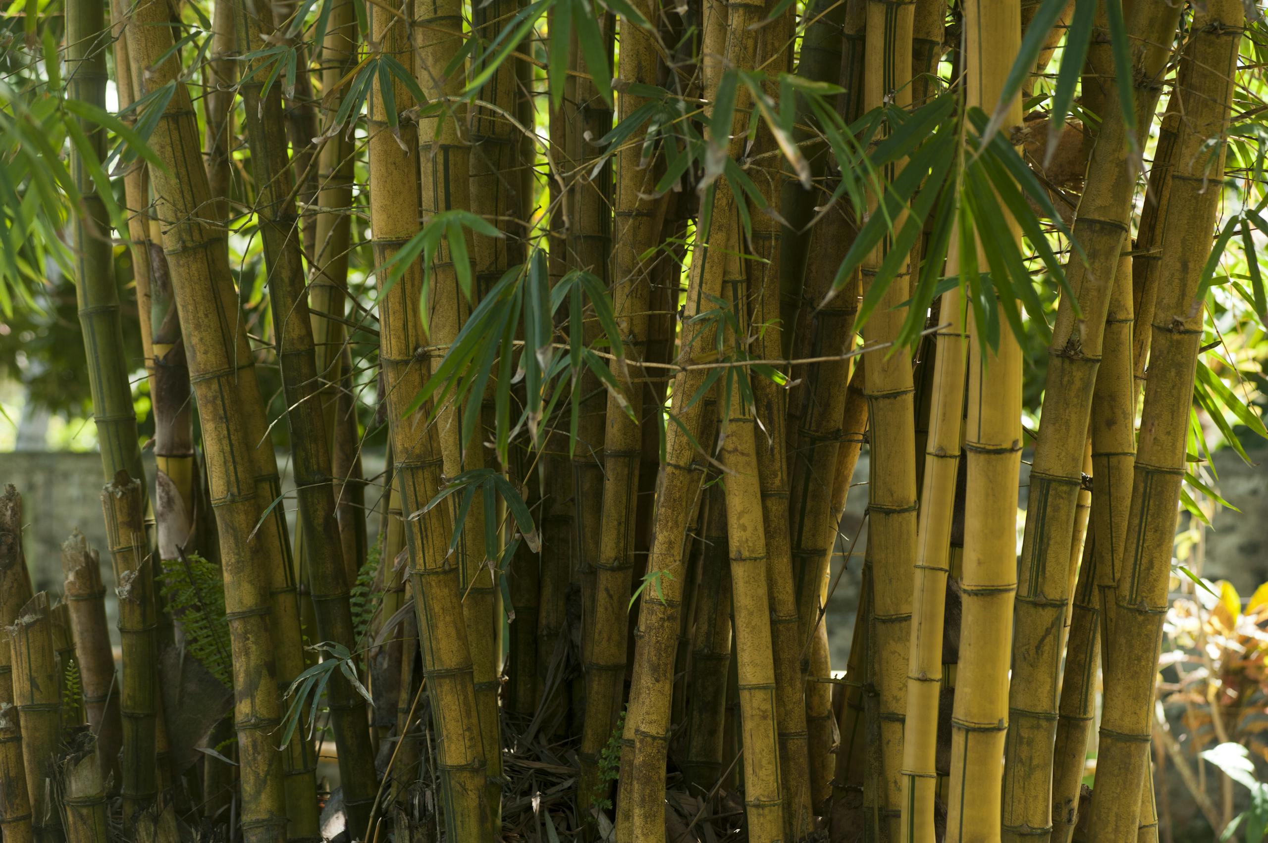Close-up of dense bamboo grove showcasing natural beauty in Unawatuna, Sri Lanka.