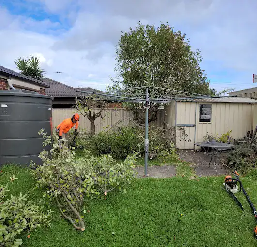 Climber trimming trees in backyard for professional tree removal services in Australia.