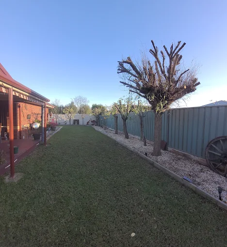 Healthy garden trees with professional tree removal service in progress.