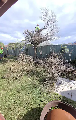 Stump grinding and tree removal service by Aps Tree Removal in Australia.