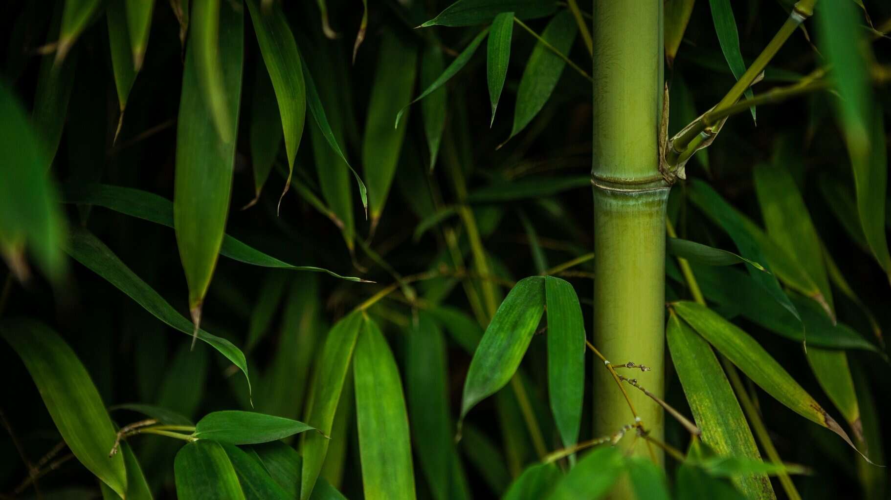 Closed up of asian bamboo wood forest, natural background. Green bamboo texture