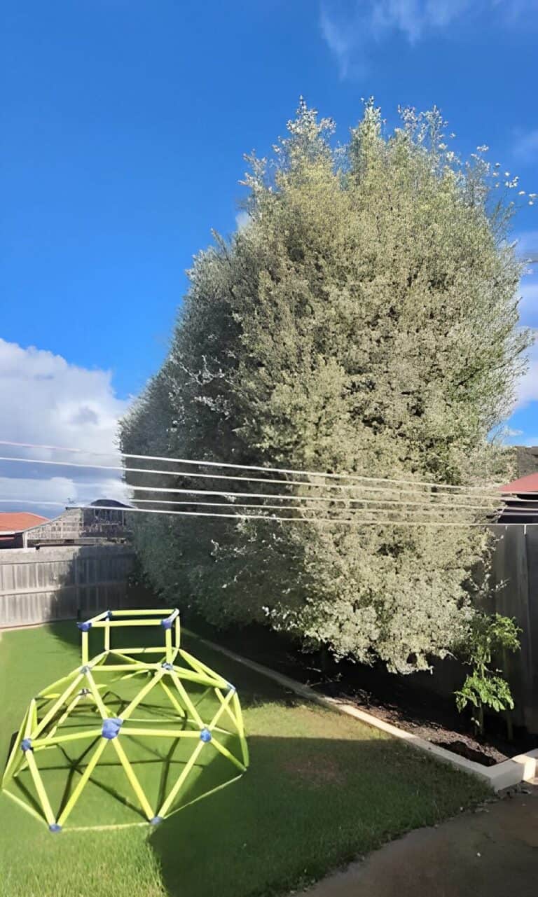 Why Your Melbourne Home Needs Expert Hedge Cutting Services