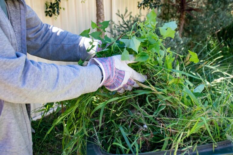 Man doing garden clean up - putting green waste into green bin for recycling