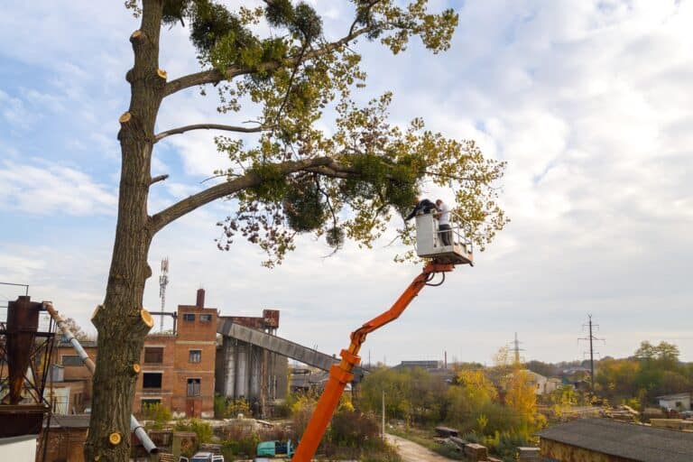 Local Tree Removal Companies: Expert Help for Your Property